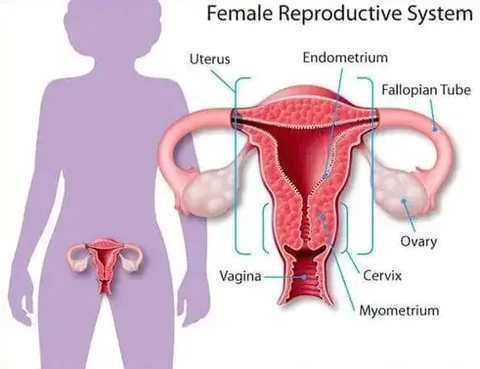 DUO® Instant Anti-Itch Detox Slimming Capsule - Image 4