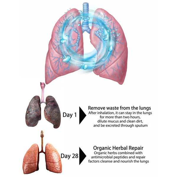 LungCare® Organic Herbal Lung Cleansing Spray - Image 4