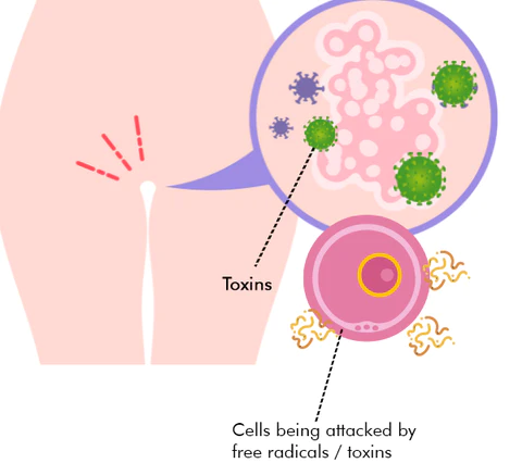 RevitaLife™ Fertility Detox Capsule - Image 6