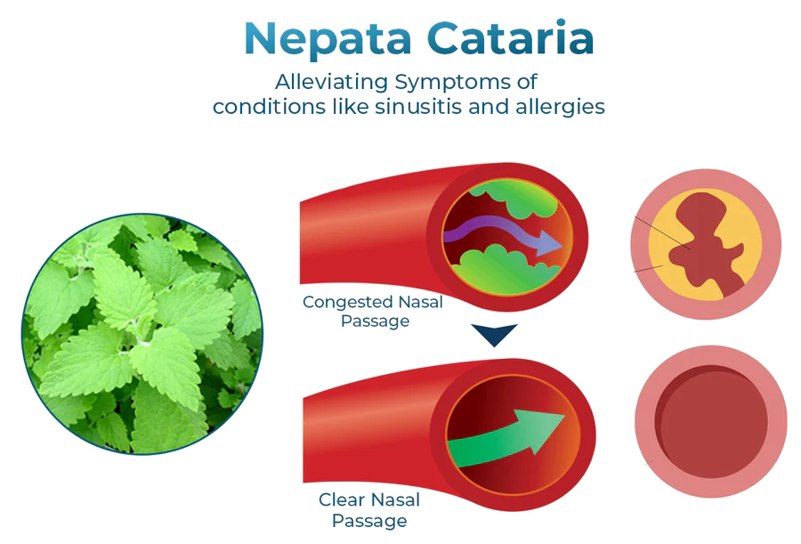 GFOUK™ NasoCalm Nasal Wellness and Turbinate Comfort Spray - Image 4