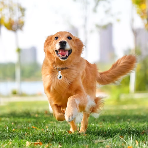 GarageLine™ Bluetooth and GPS Pet Wireless Tracker - Image 2