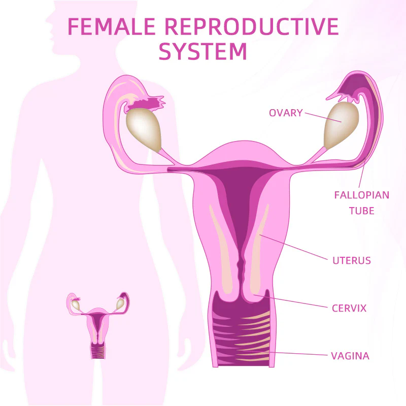 GFOUK™Female Intimate Care Patch - Image 7