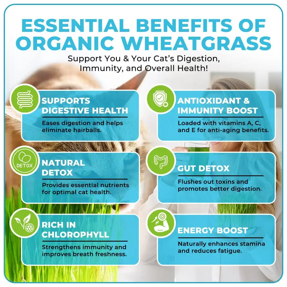 GFOUK™ Organic Wheatgrass Seeds