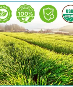 GFOUK™ Organic Wheatgrass Seeds