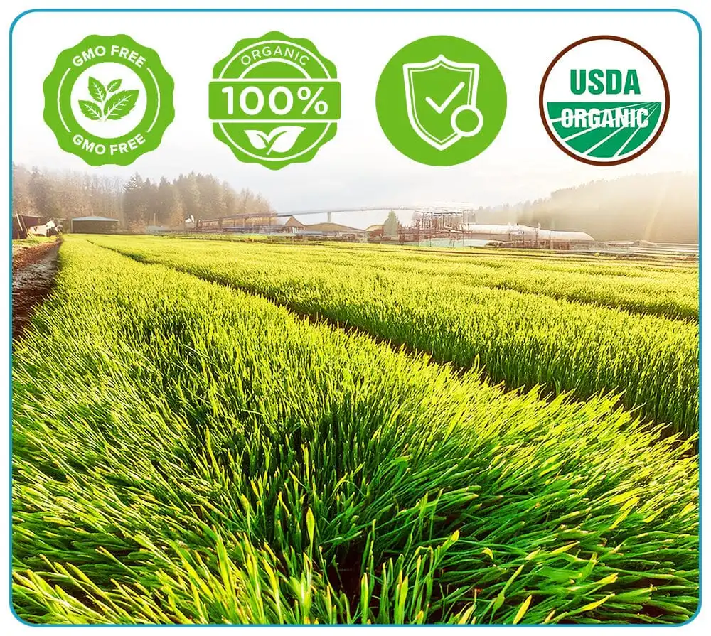 GFOUK™ Organic Wheatgrass Seeds