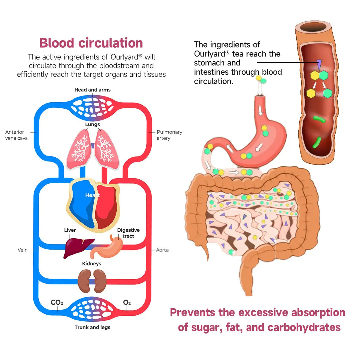 Fat Burning & Blood Sugar Support Super Yerba Mate Instant Tea Powder - Image 7